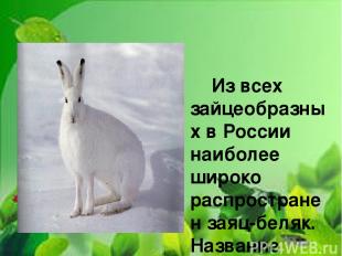 Из всех зайцеобразных в России наиболее широко распространен заяц-беляк. Названи