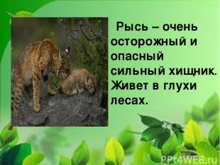 Рысь – очень осторожный и опасный сильный хищник. Живет в глухи лесах.