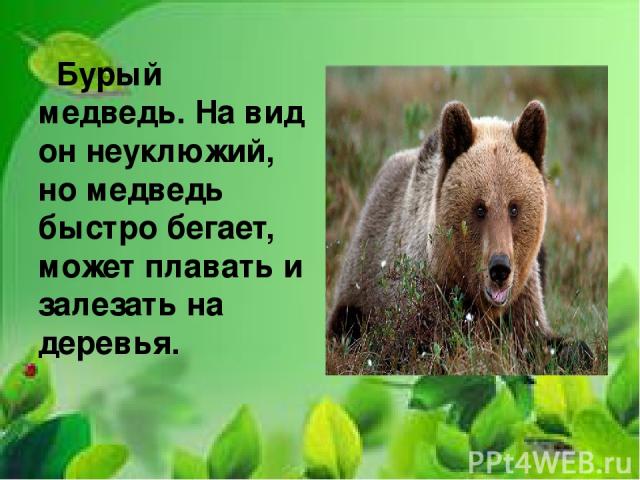 Бурый медведь. На вид он неуклюжий, но медведь быстро бегает, может плавать и залезать на деревья.