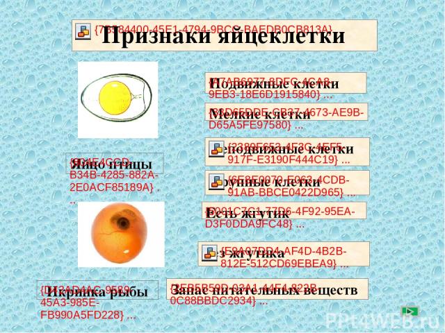 Признаки яйцеклетки По щелчку выберите признаки яйцеклетки