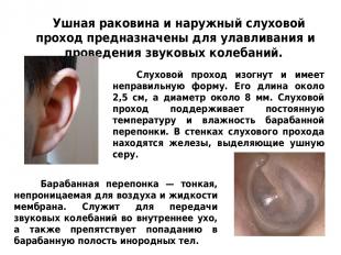 Ушная раковина и наружный слуховой проход предназначены для улавливания и провед