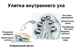 Слуховой нерв Нервное волокно Покровная мембрана Волосковые клетки Спиральный ор