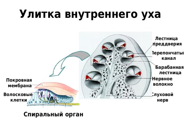 Слуховой нерв Нервное волокно Покровная мембрана Волосковые клетки Спиральный орган Улитка внутреннего уха Перепончатый канал Лестница преддверия Барабанная лестница