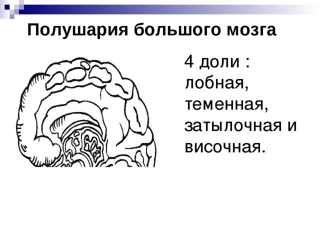 Полушария большого мозга 4 доли : лобная, теменная, затылочная и височная.