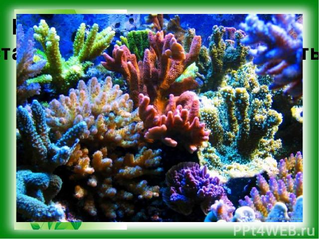 Какие биологические науки установили приведённые факты? Для роста и развития кораллам требуются благоприятные условия. Они обитают в воде с достаточно высокой солёностью и температурой. В пресной и относительно прохладной воде кораллы не живут.