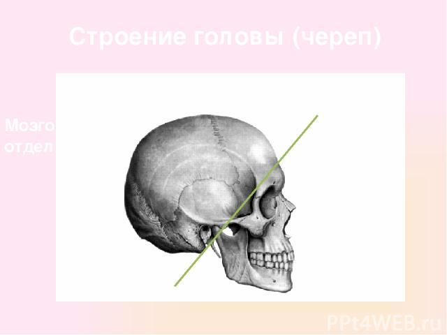 Строение головы (череп) Лицевой отдел Мозговой отдел