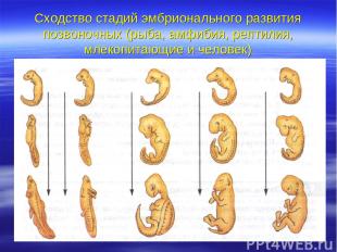 Сходство стадий эмбрионального развития позвоночных (рыба, амфибия, рептилия, мл