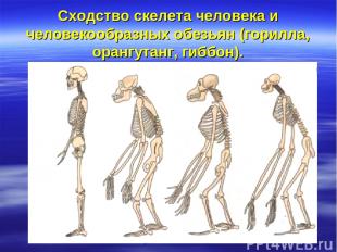 Сходство скелета человека и человекообразных обезьян (горилла, орангутанг, гиббо