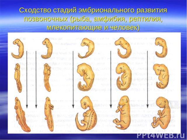 Сходство стадий эмбрионального развития позвоночных (рыба, амфибия, рептилия, млекопитающие и человек)