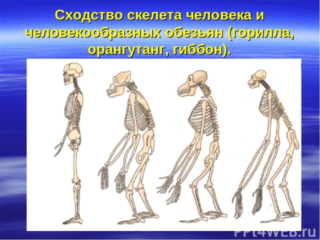 Сходство скелета человека и человекообразных обезьян (горилла, орангутанг, гиббон).